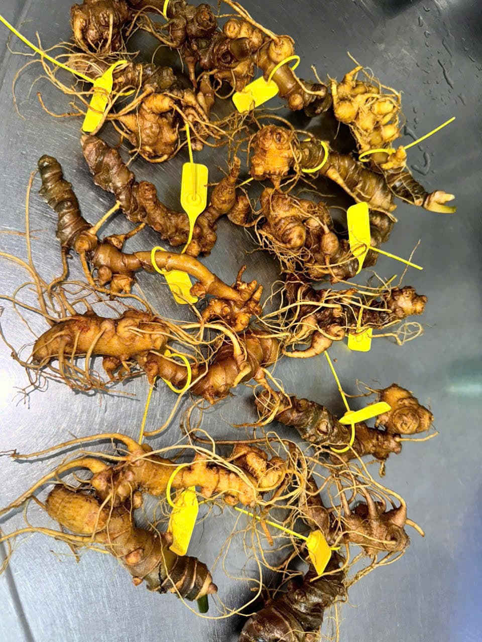 Củ Sâm Ngọc Linh