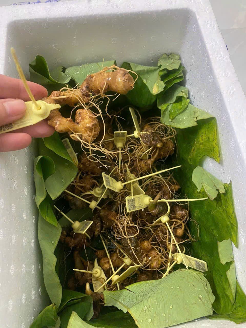 Củ Sâm Ngọc Linh