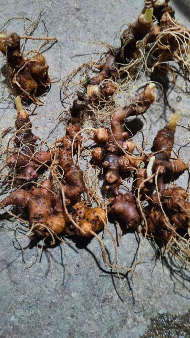 Củ Sâm Ngọc Linh