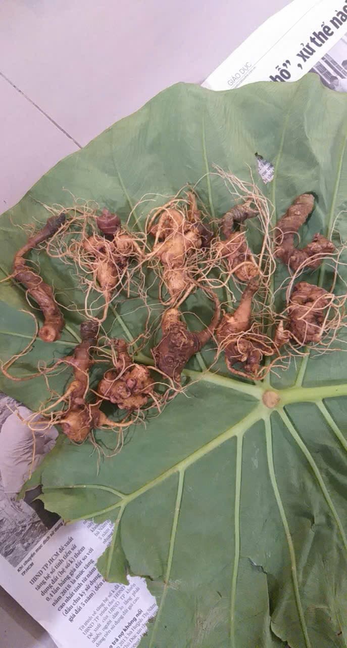 Củ Sâm Ngọc Linh