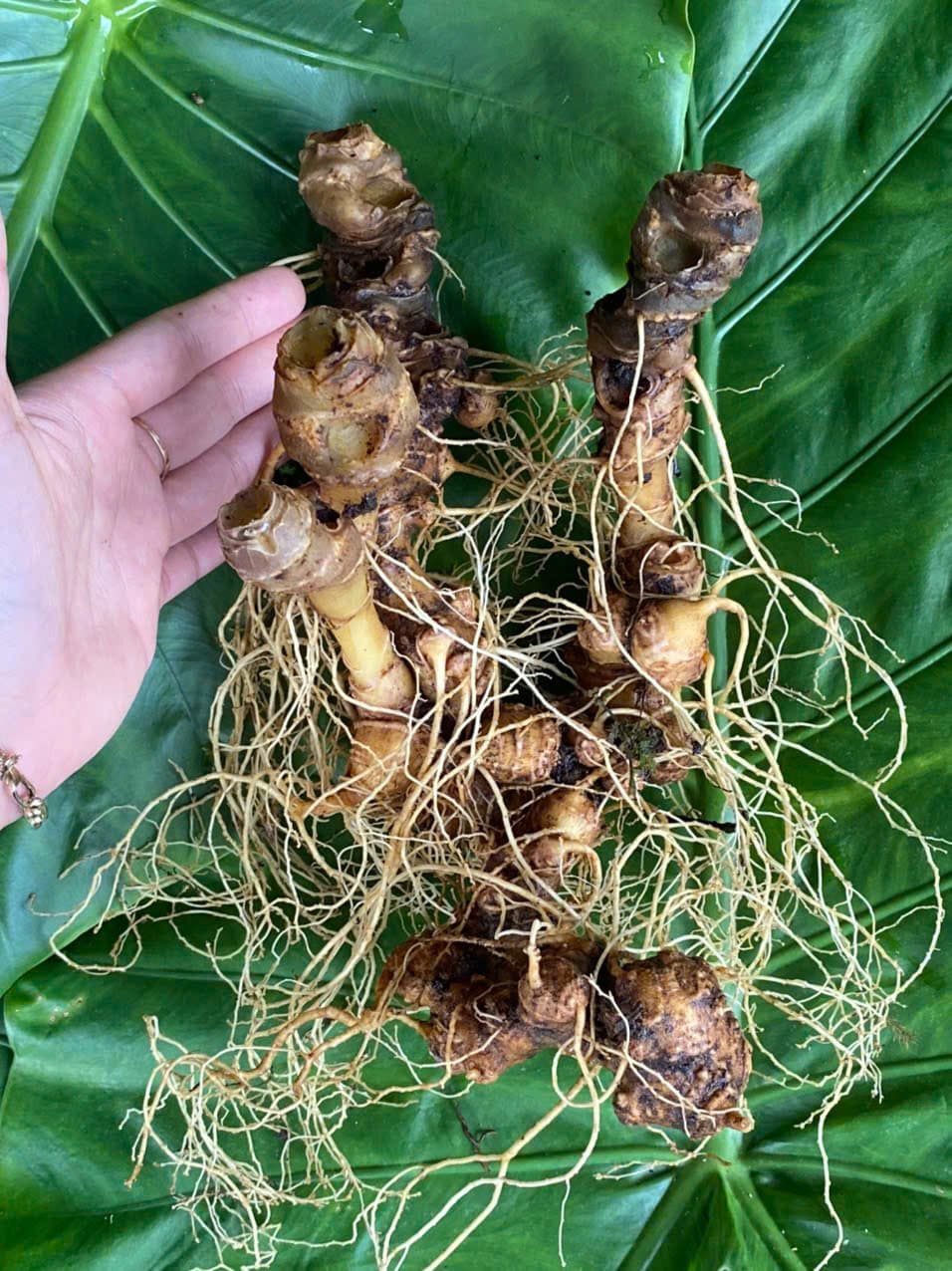 Củ Sâm Ngọc Linh