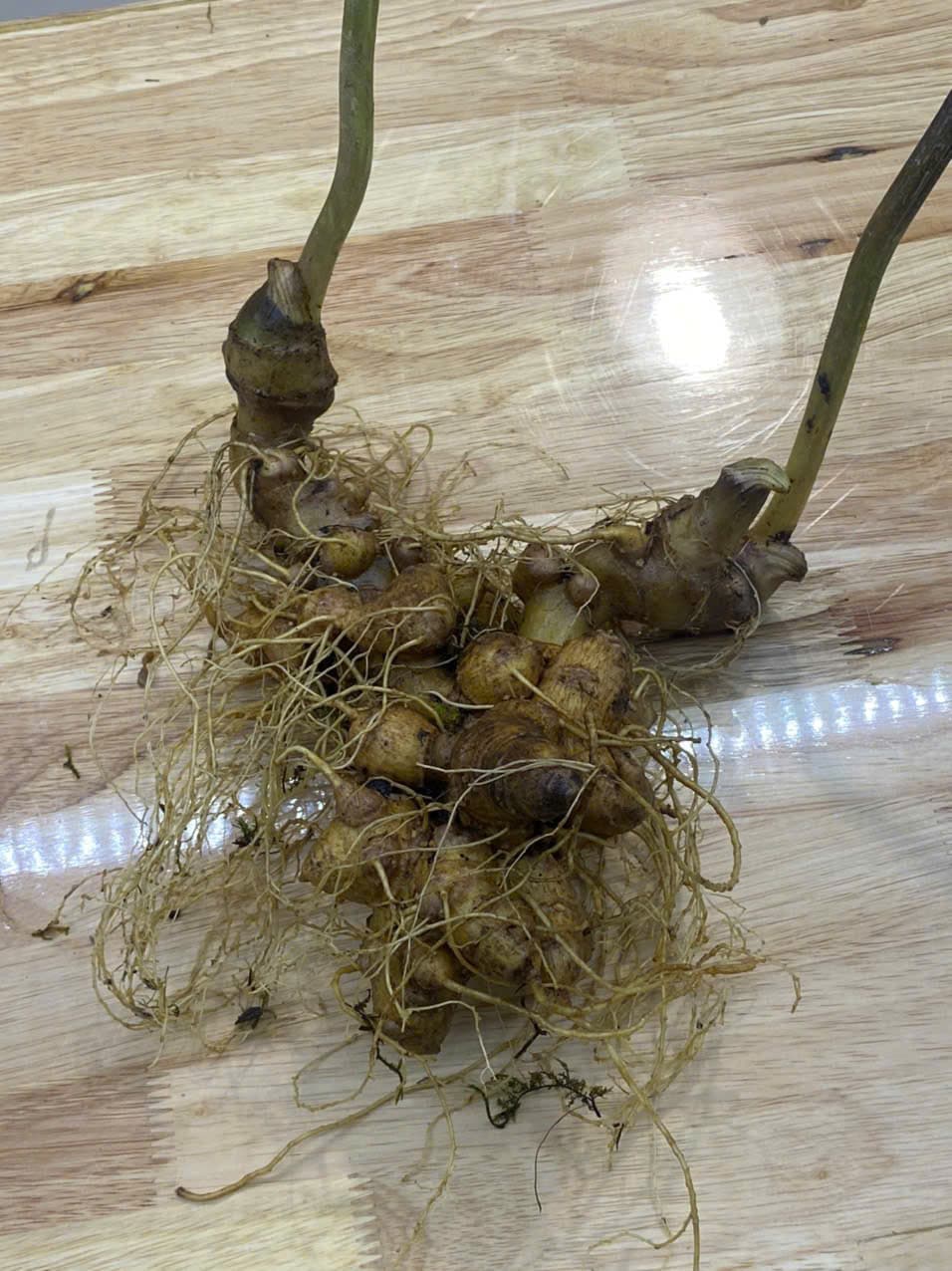 Củ Sâm Ngọc Linh