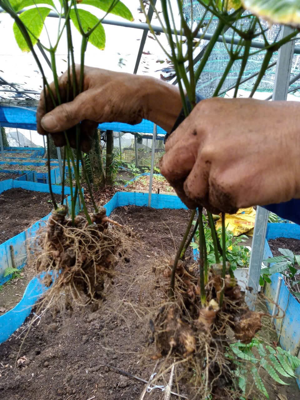 Củ Sâm Ngọc Linh