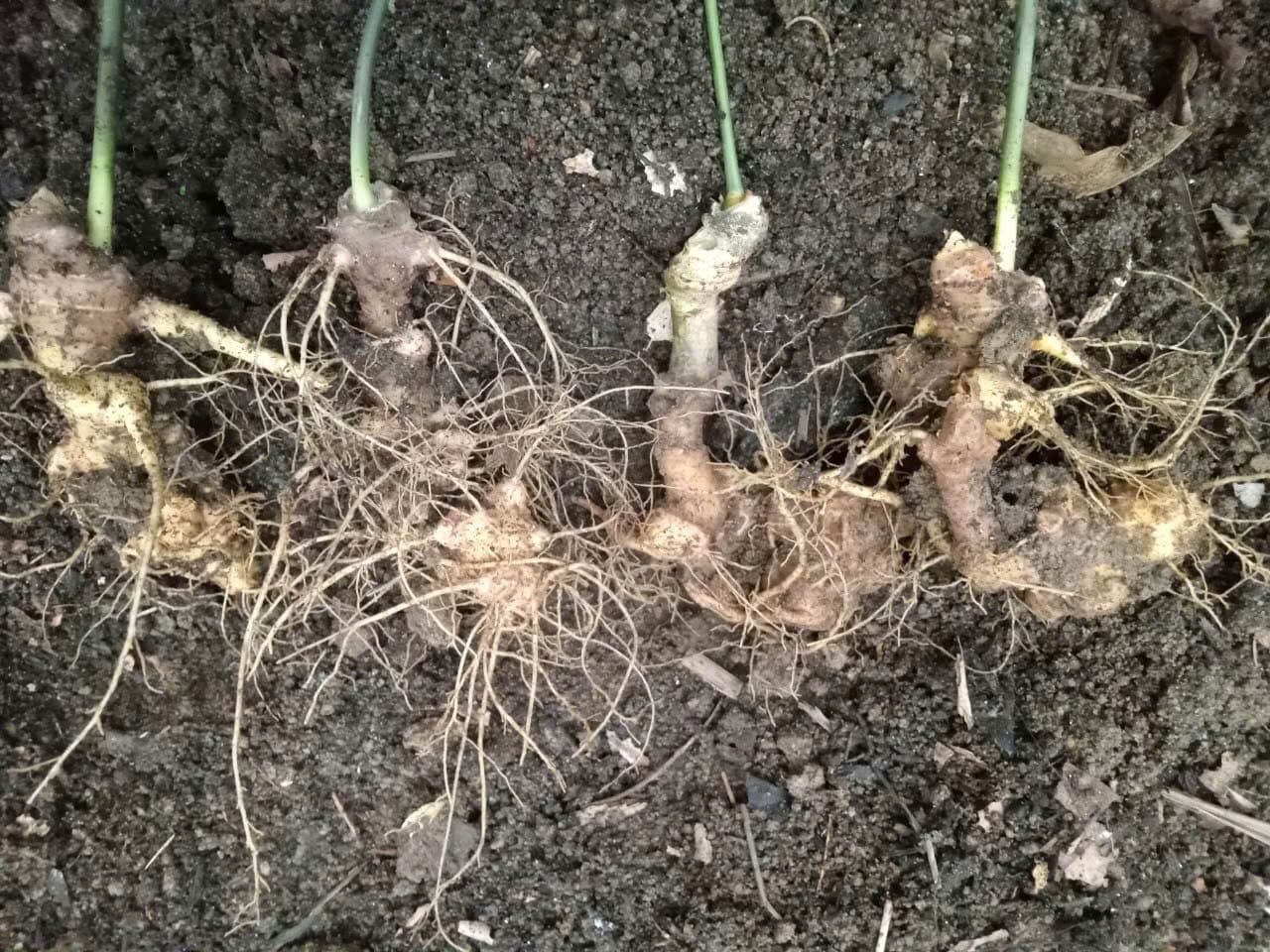 Củ Sâm Ngọc Linh