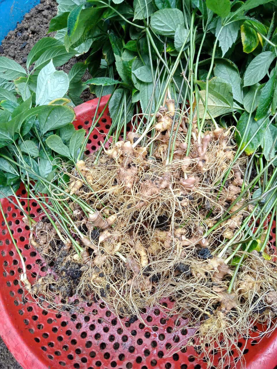 Củ Sâm Ngọc Linh