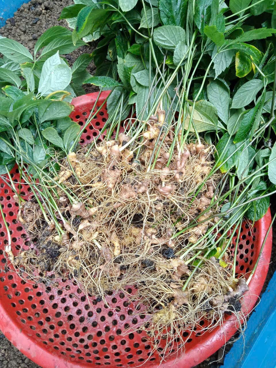 Củ Sâm Ngọc Linh