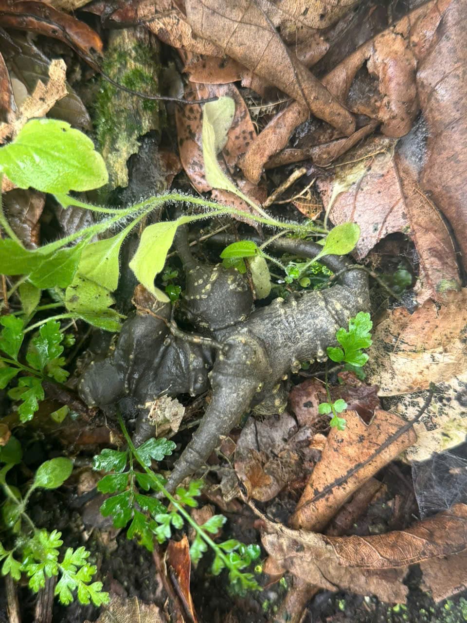 Củ Sâm Ngọc Linh