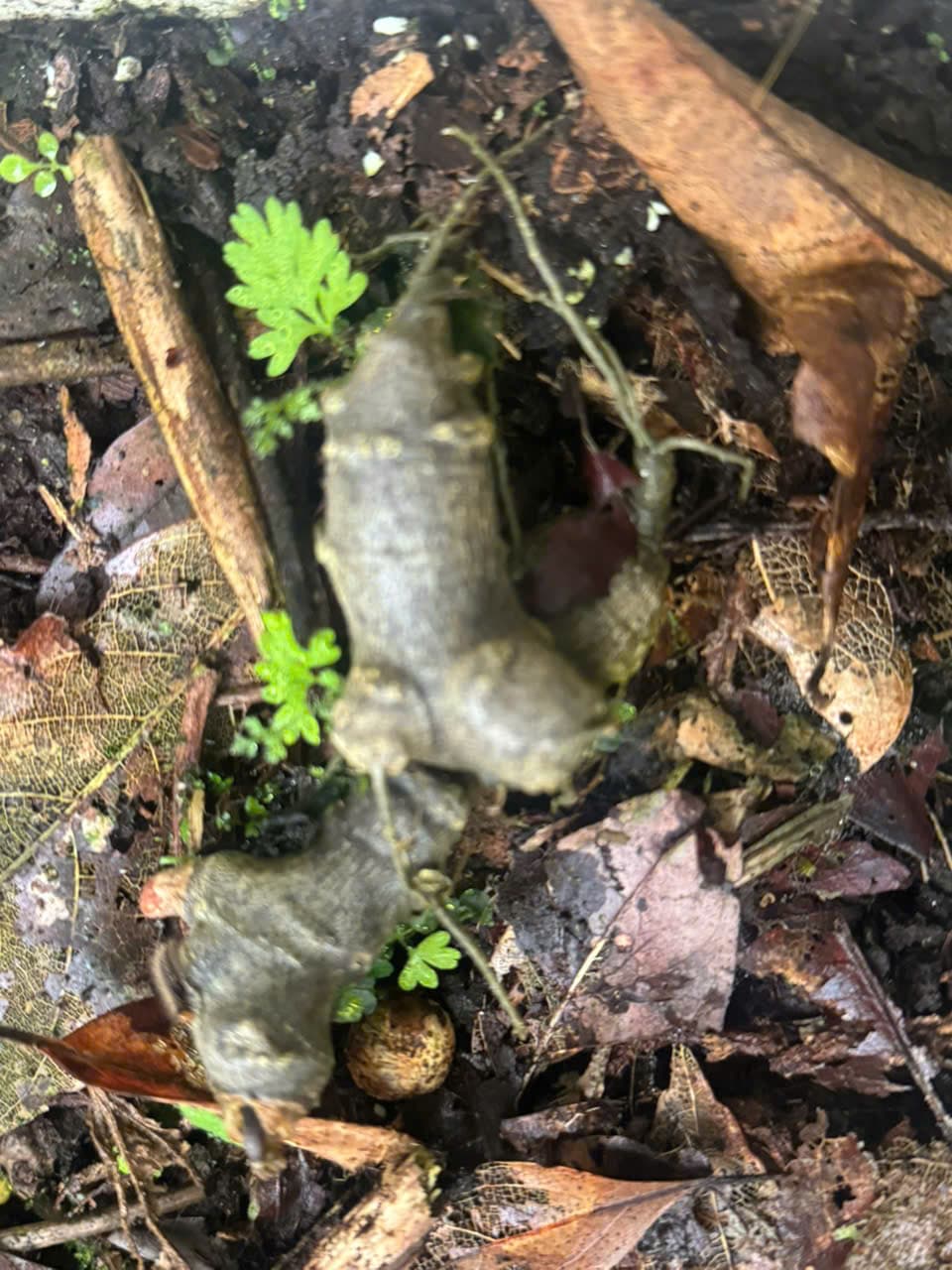 Củ Sâm Ngọc Linh