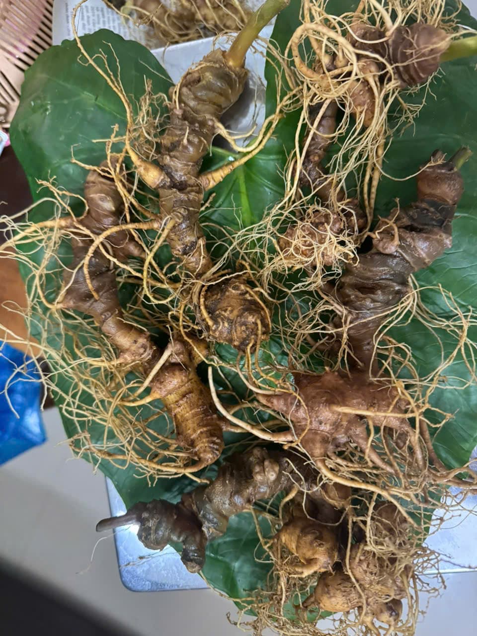 Củ Sâm Ngọc Linh