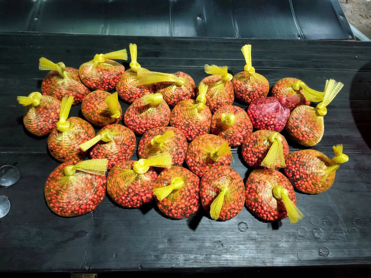 Hạt Sâm Ngọc Linh