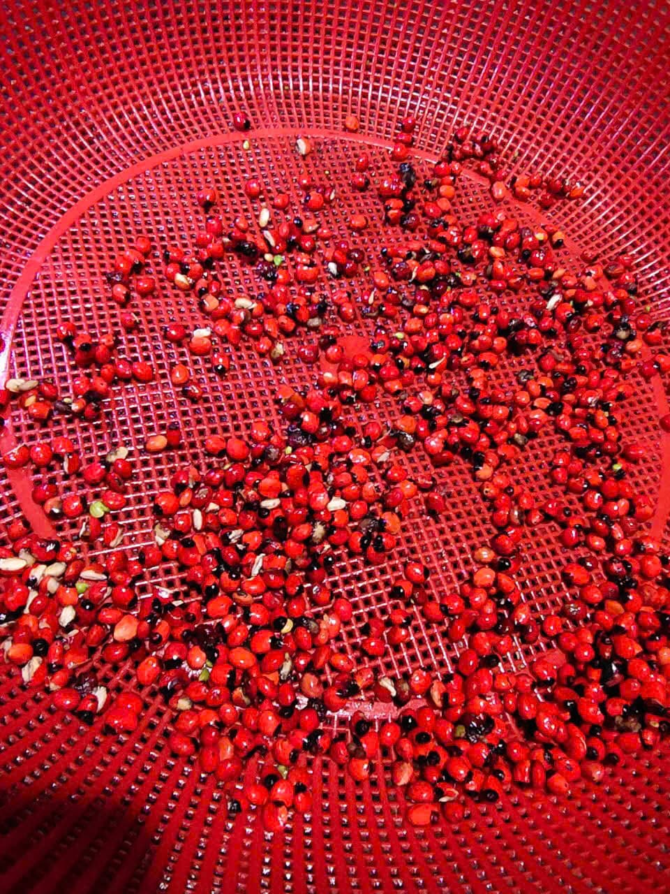 Hạt Sâm Ngọc Linh