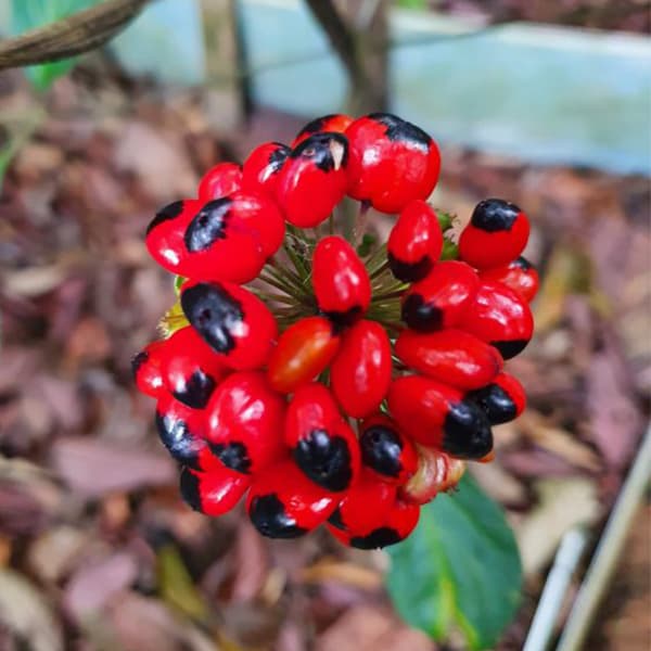 Hạt Sâm Ngọc Linh