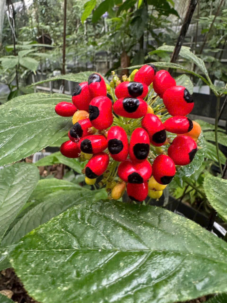 Hoa Sâm Ngọc Linh