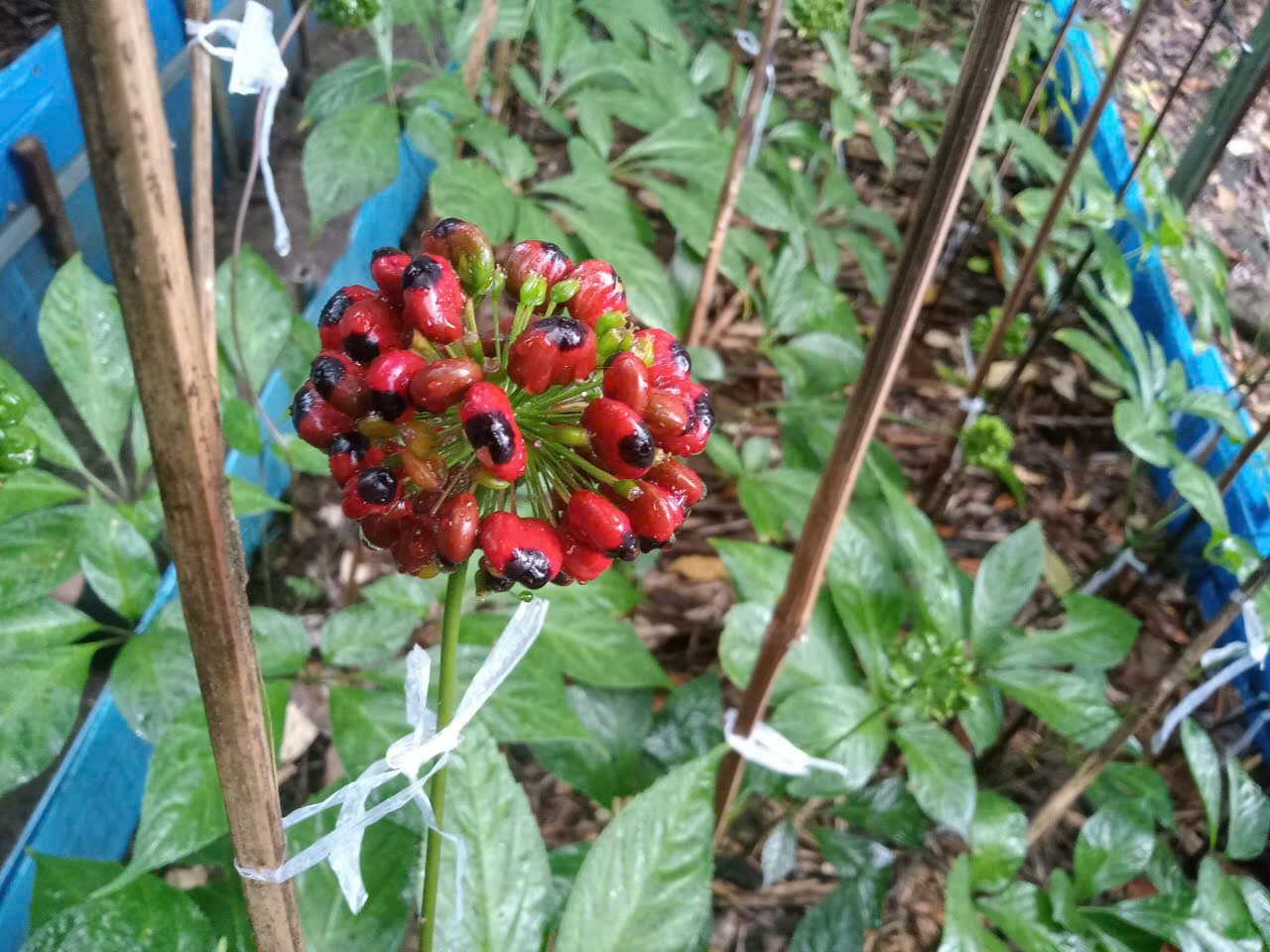 Hoa Sâm Ngọc Linh