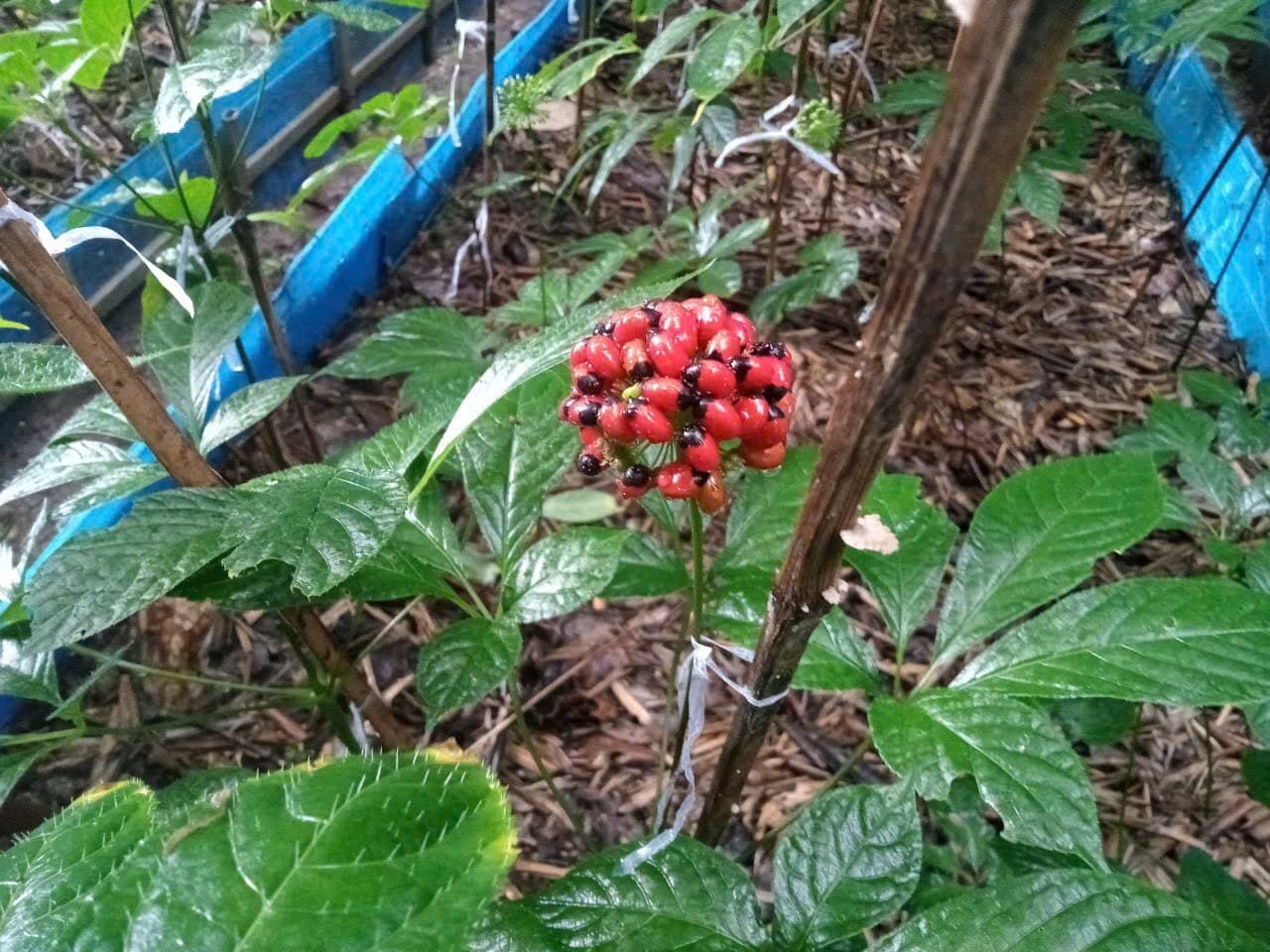 Hoa Sâm Ngọc Linh