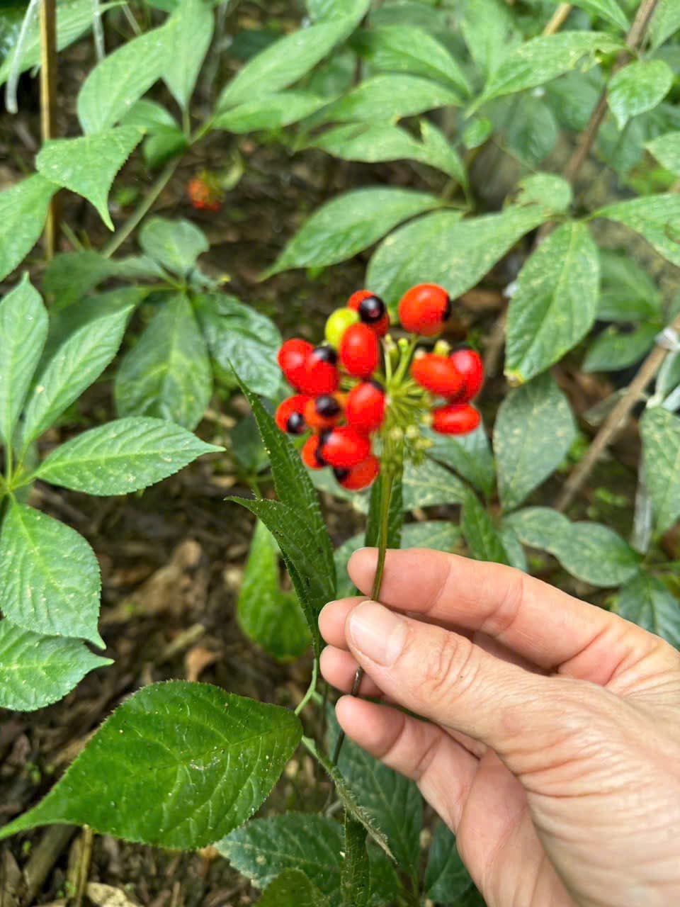 Hoa Sâm Ngọc Linh