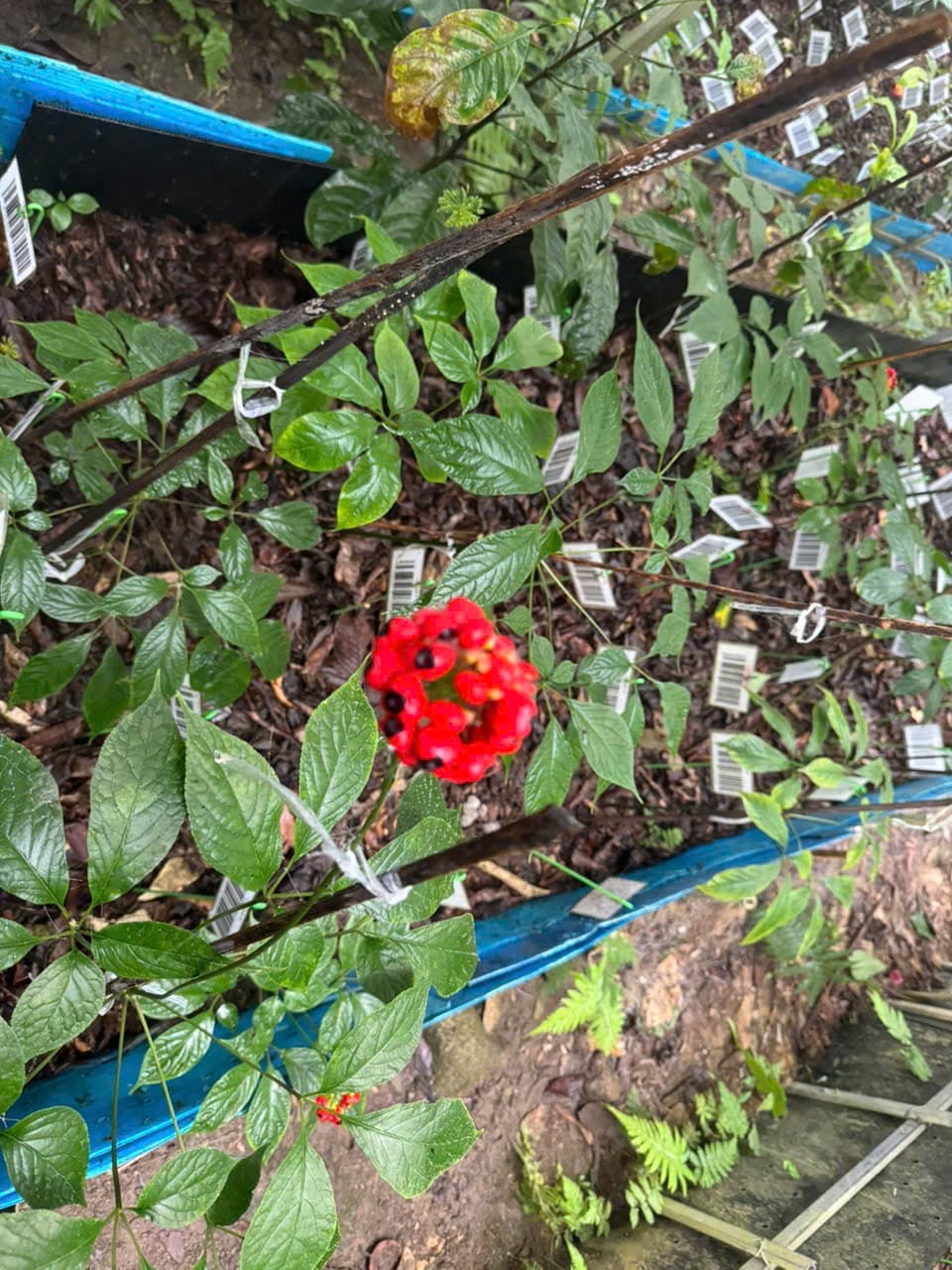 Hoa Sâm Ngọc Linh