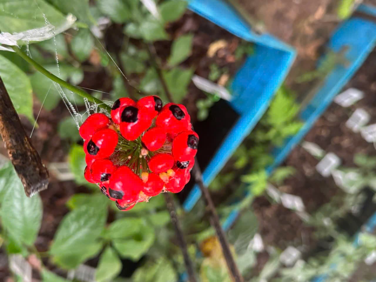 Hoa Sâm Ngọc Linh