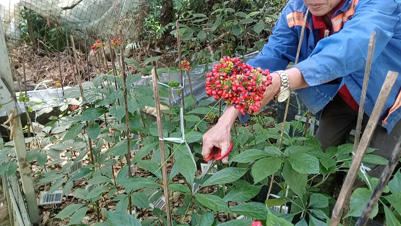 Hoa Sâm Ngọc Linh