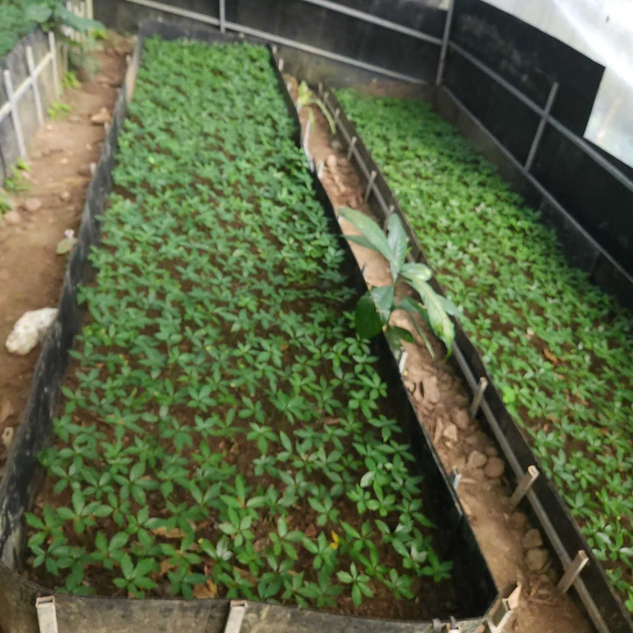 Lá Sâm Ngọc Linh