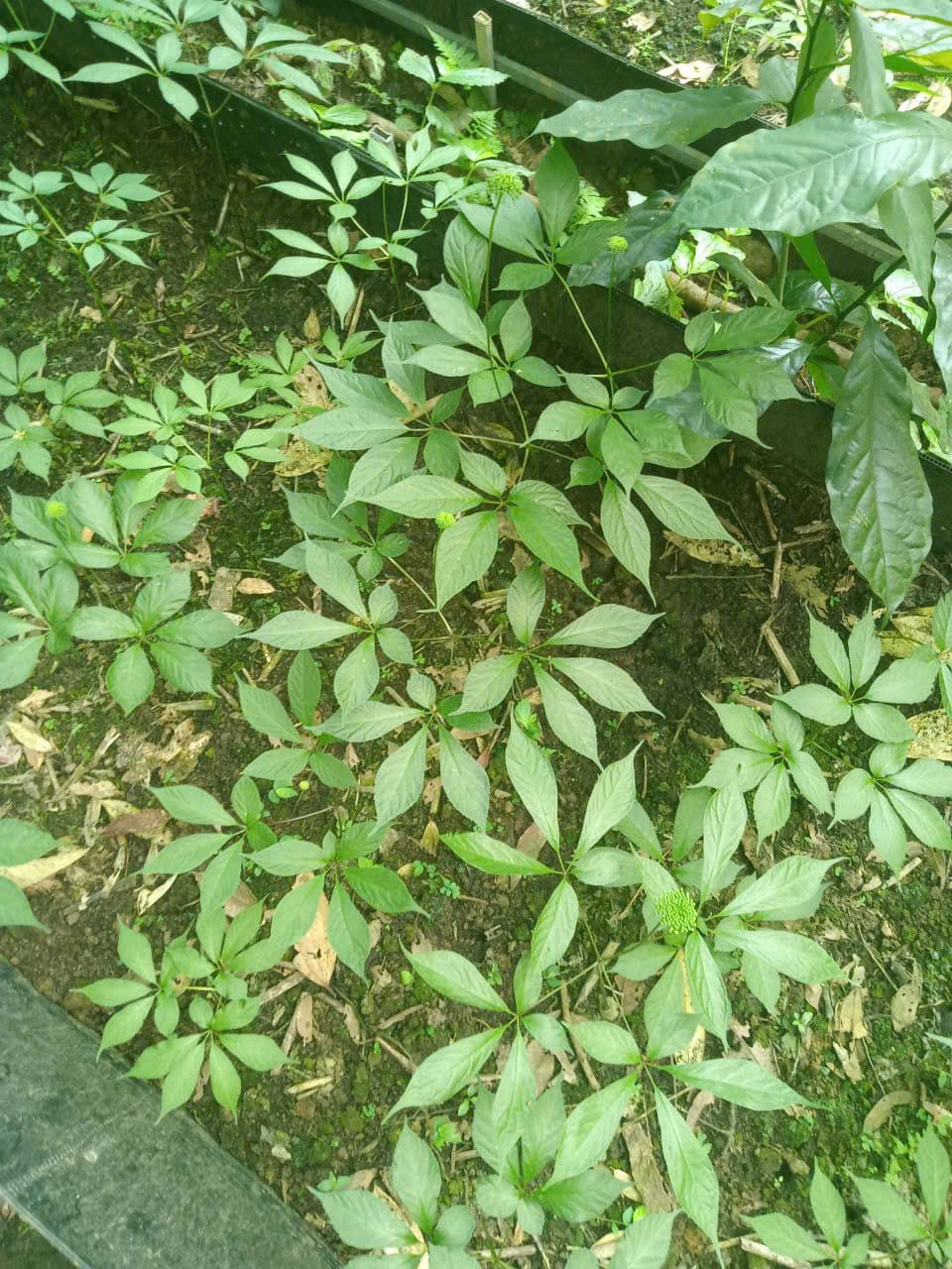 Lá Sâm Ngọc Linh