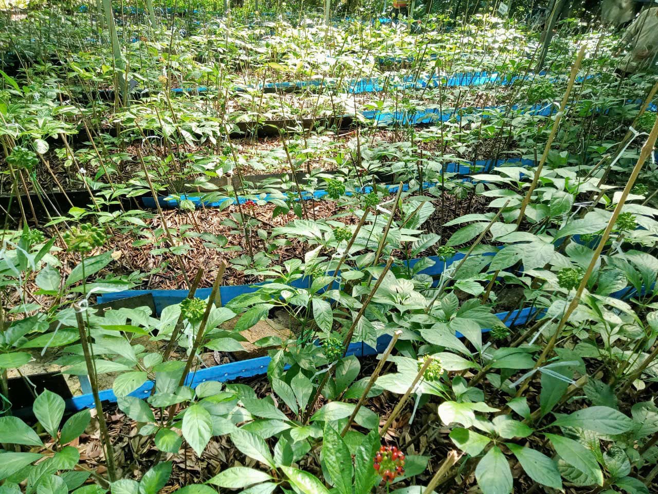 Lá Sâm Ngọc Linh