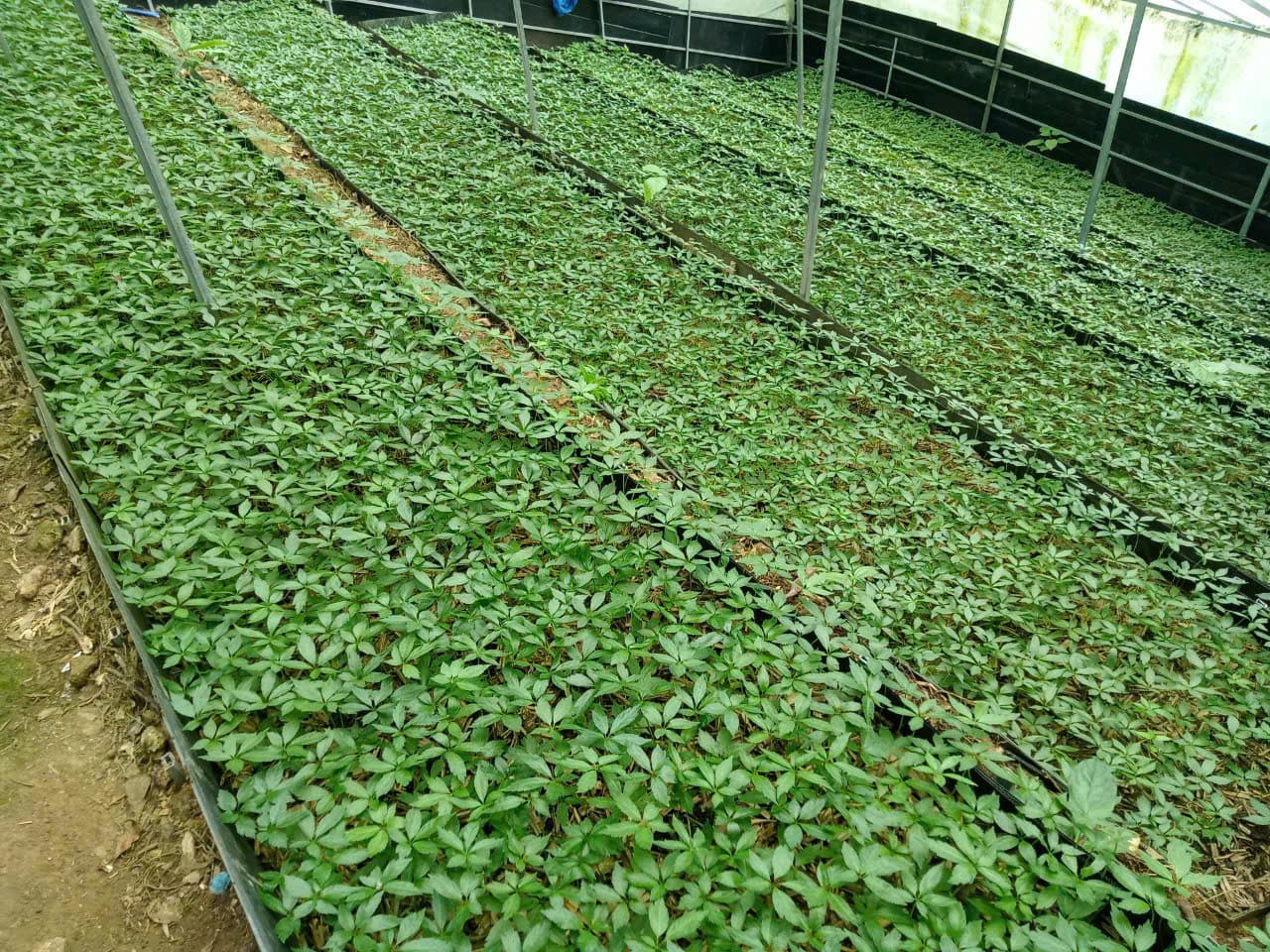 Lá Sâm Ngọc Linh