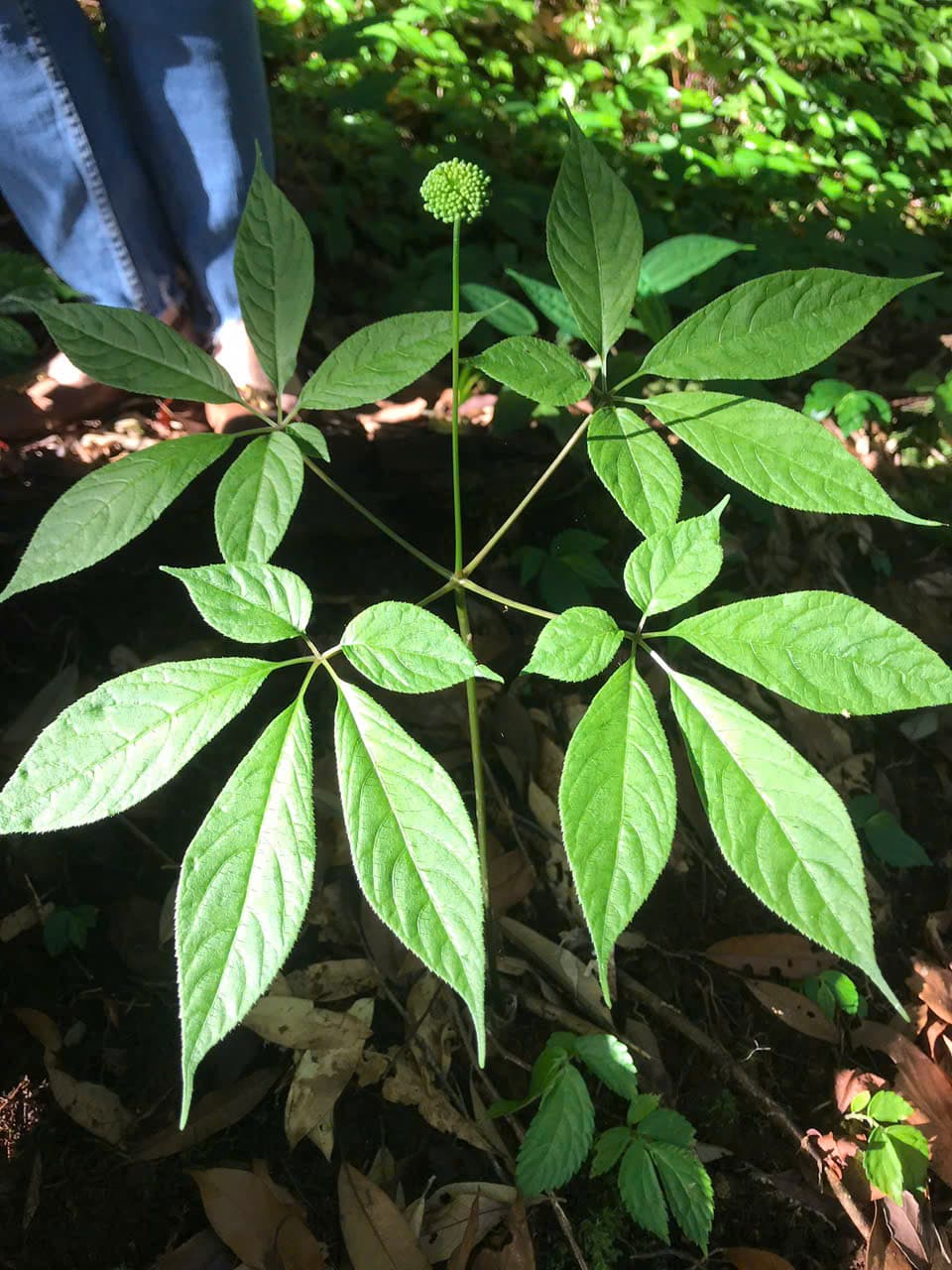 Lá Sâm Ngọc Linh