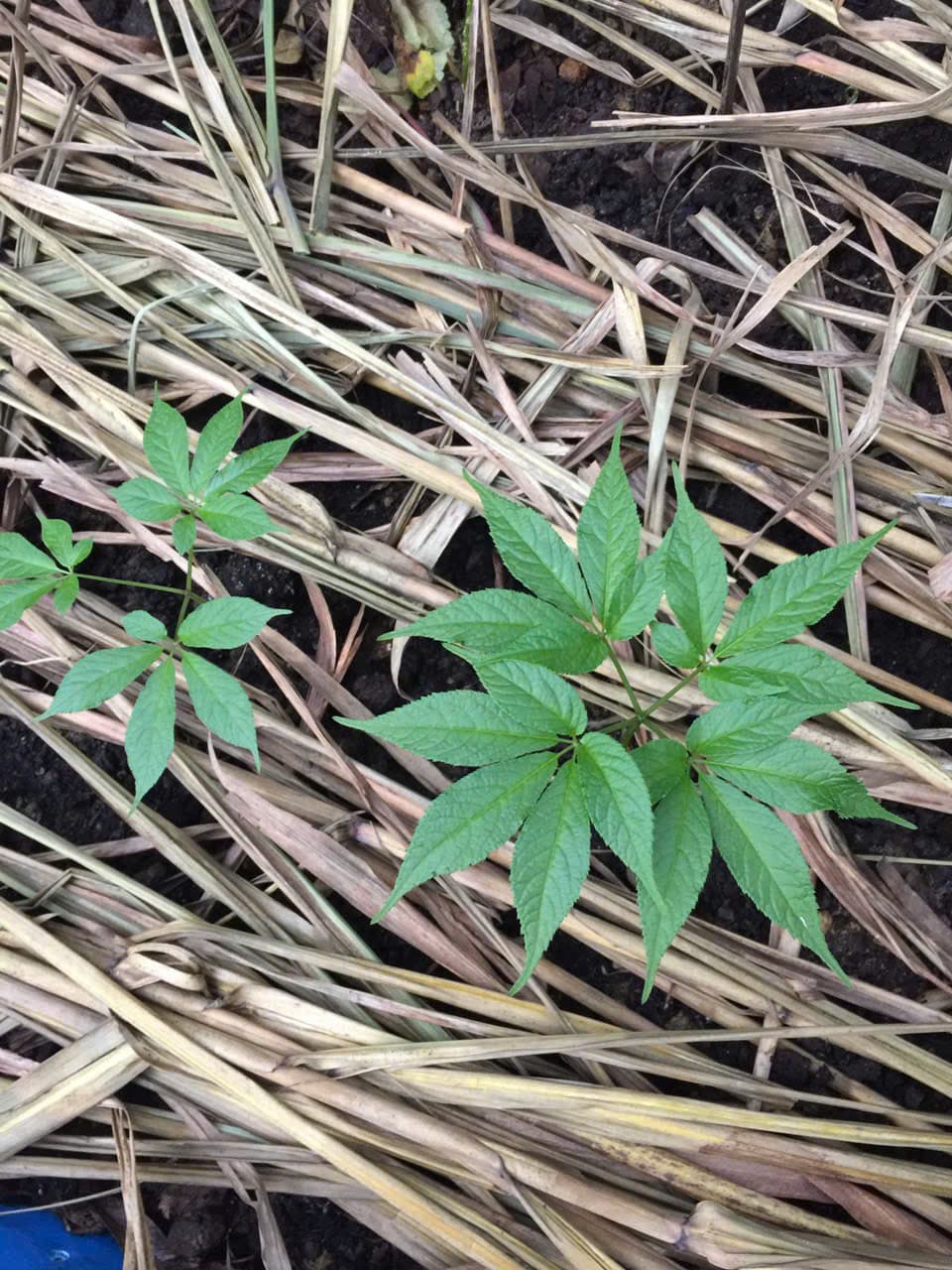 Lá Sâm Ngọc Linh