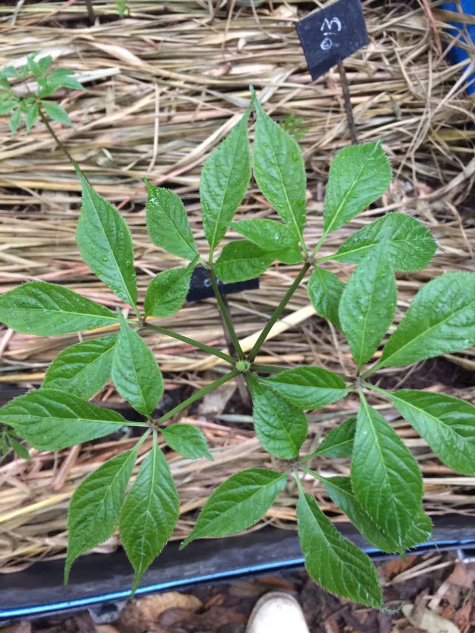 Lá Sâm Ngọc Linh