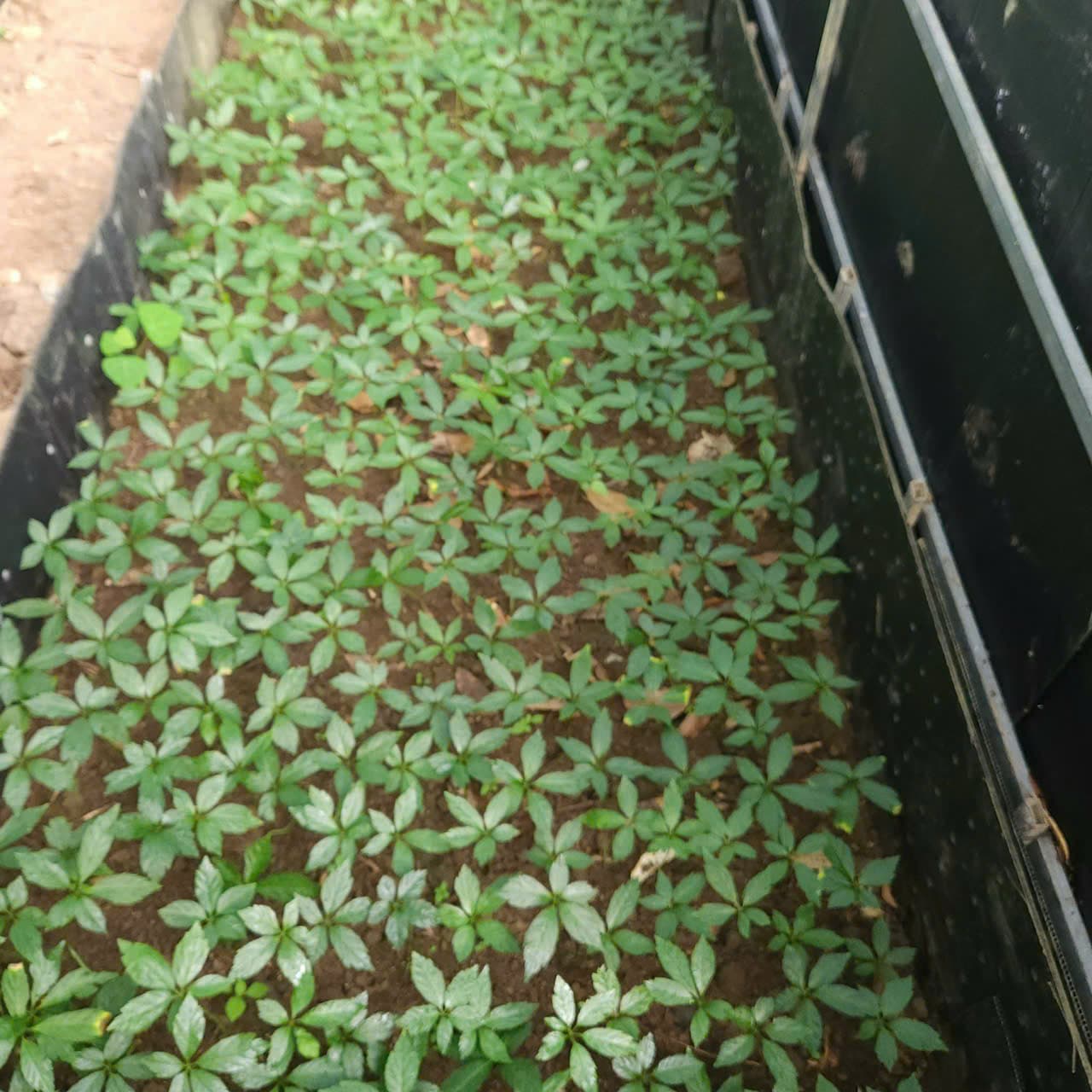 Lá Sâm Ngọc Linh