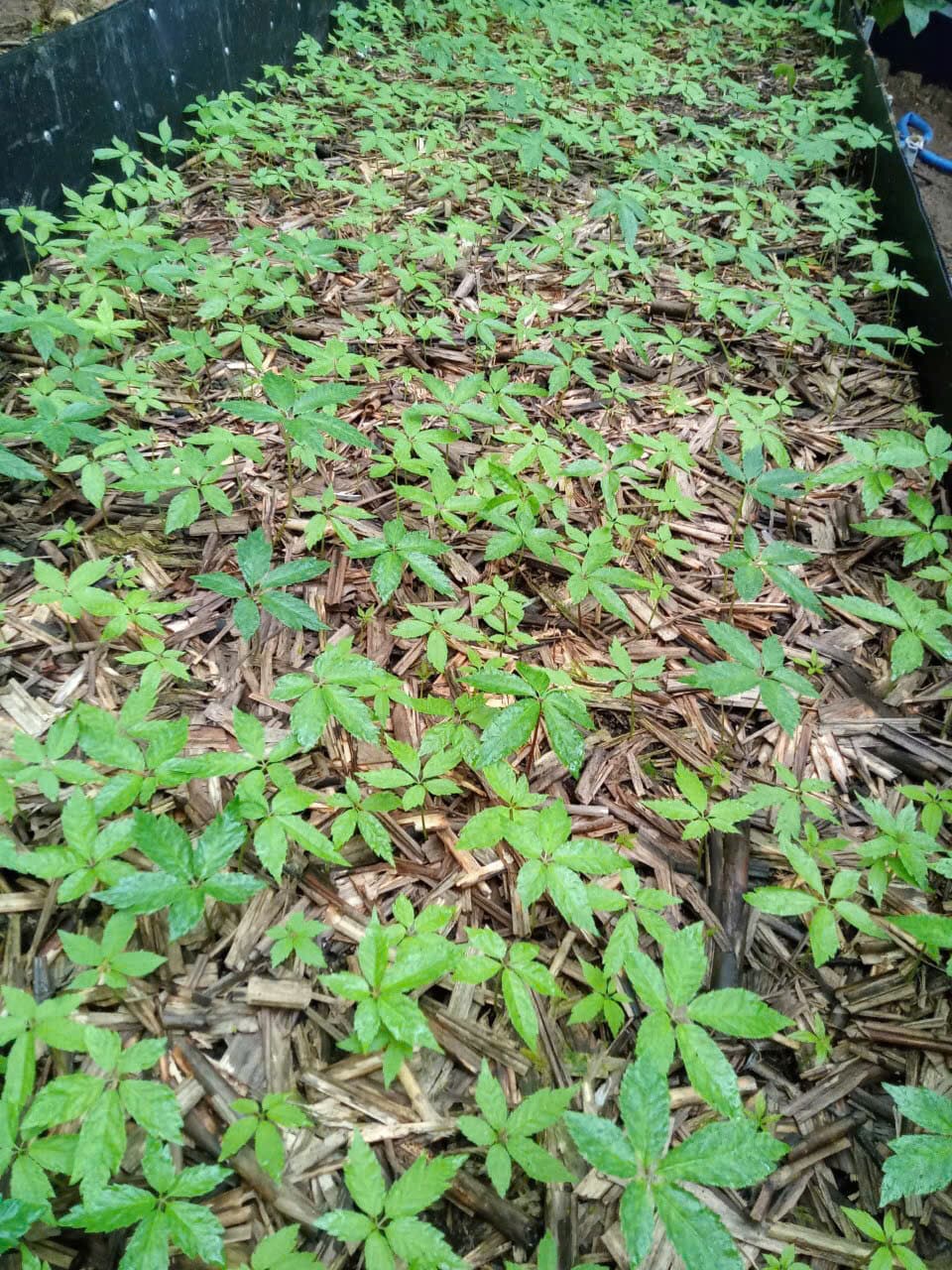 Lá Sâm Ngọc Linh