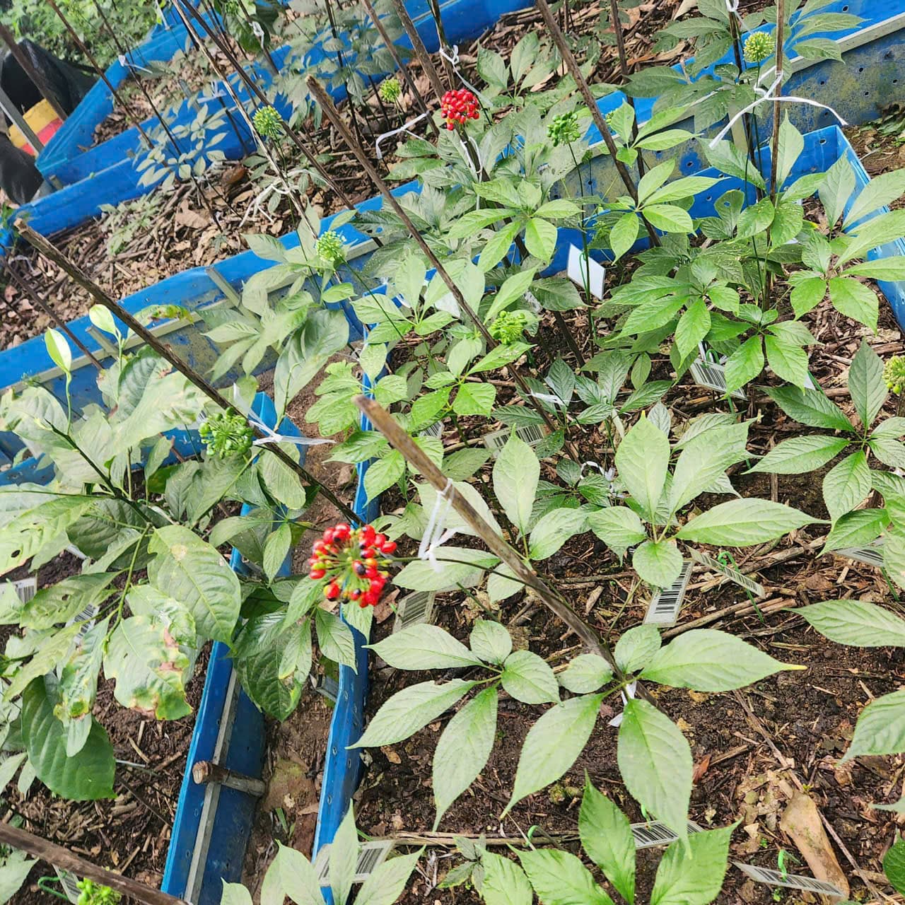 Lá Sâm Ngọc Linh