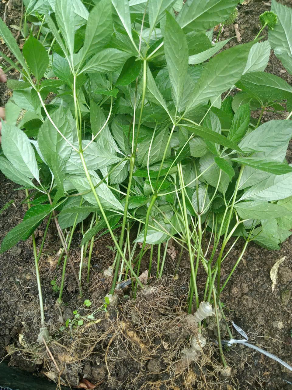 Lá Sâm Ngọc Linh