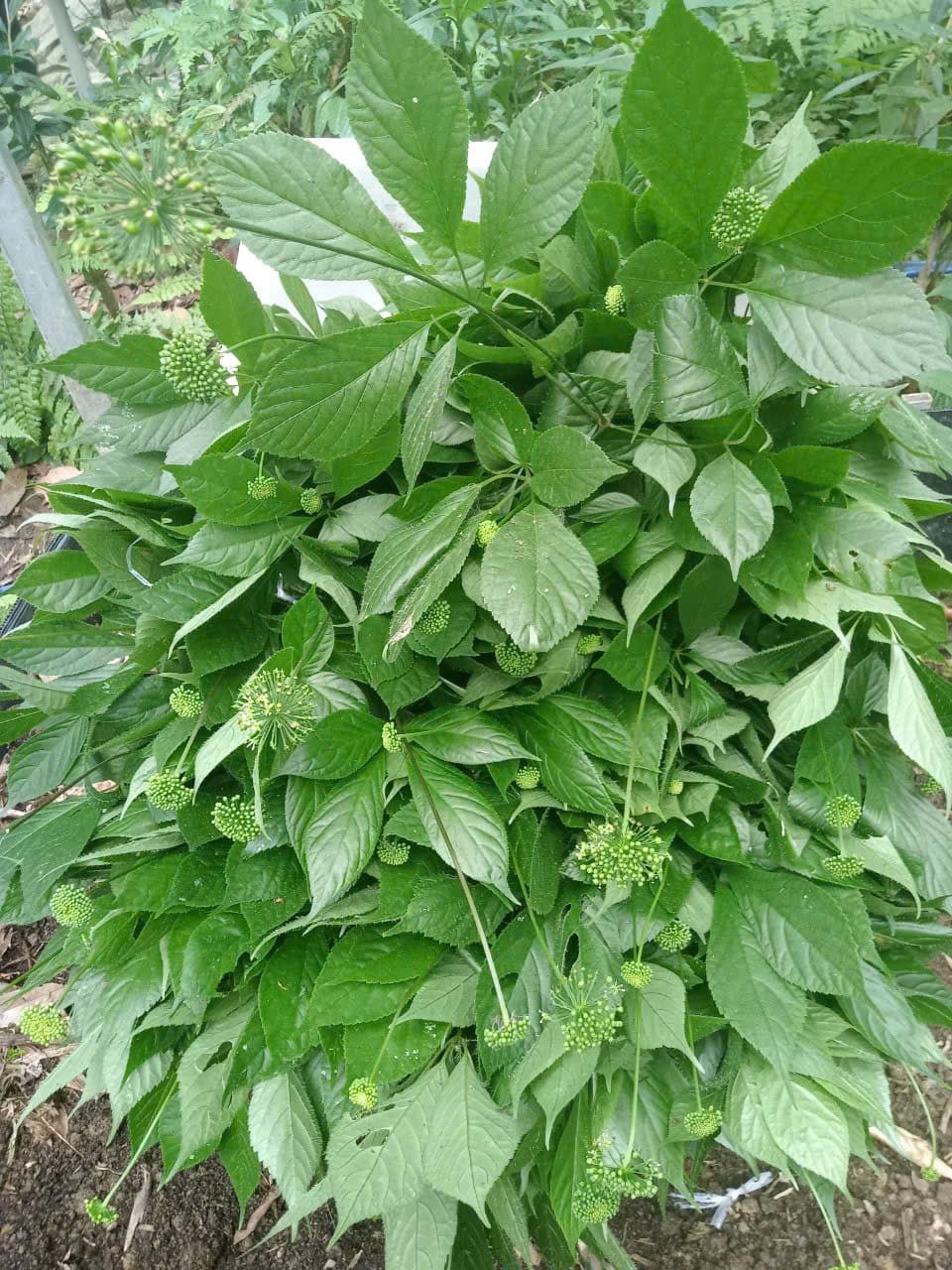 Lá Sâm Ngọc Linh