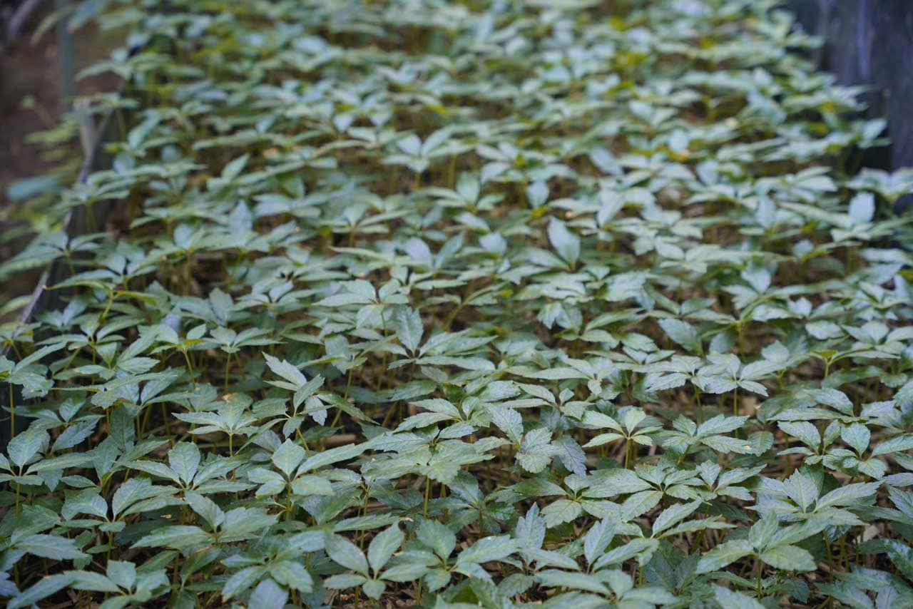 Lá Sâm Ngọc Linh