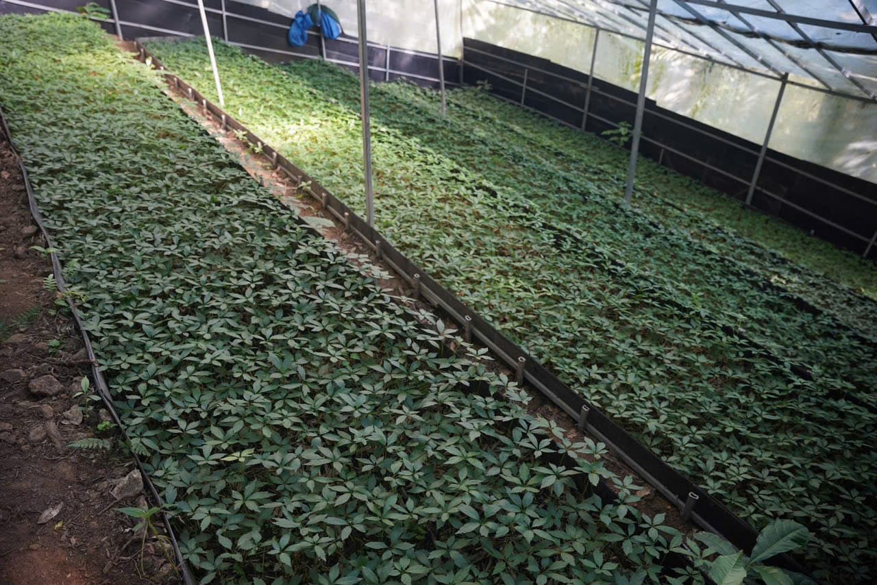 Lá Sâm Ngọc Linh